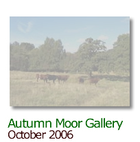 Click here to view the Autumn Moor Gallery
