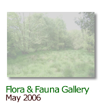 Click here to view the Flora & Fauna Gallery - May 2006