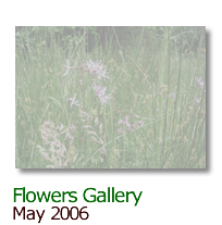 Click here to view the Flowers Gallery - May 2006